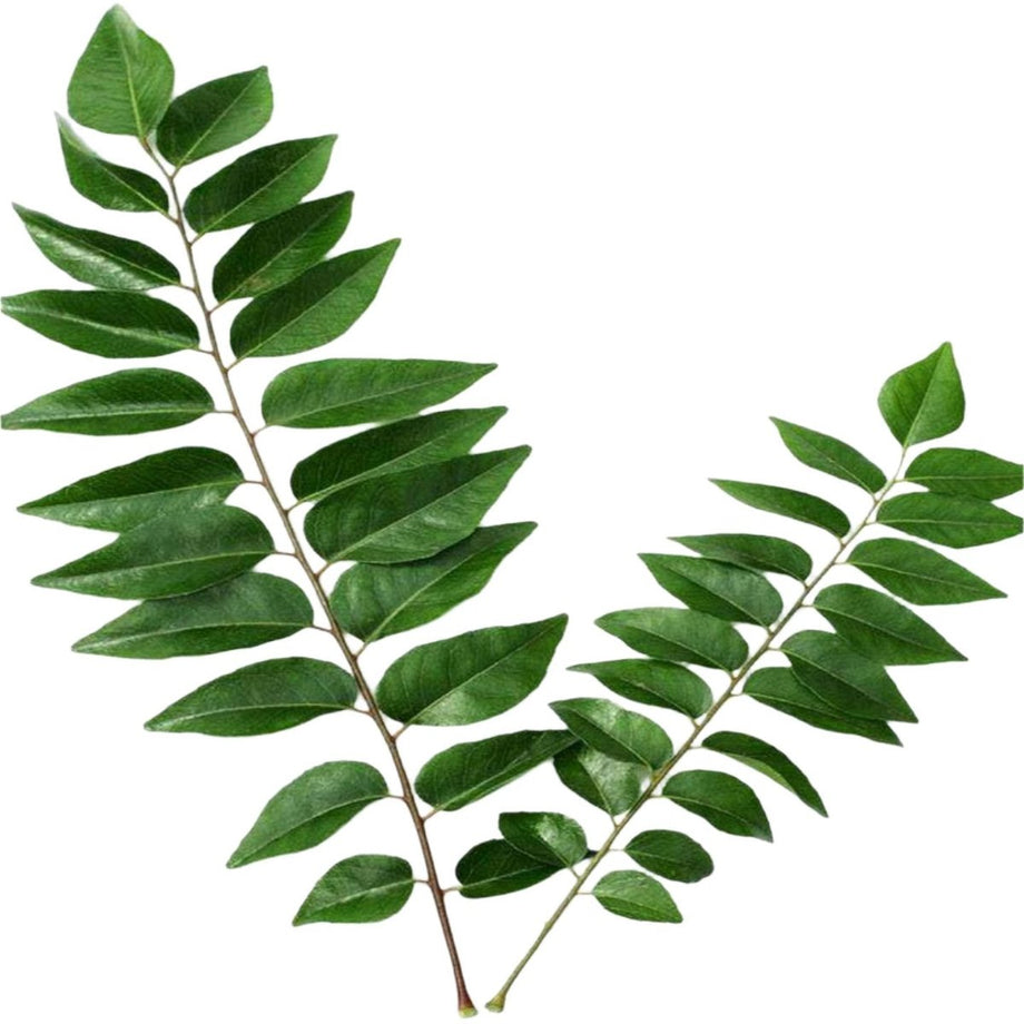 Fresh Curry Leaves 75g Natural Curry Leaves Kaddi Patta