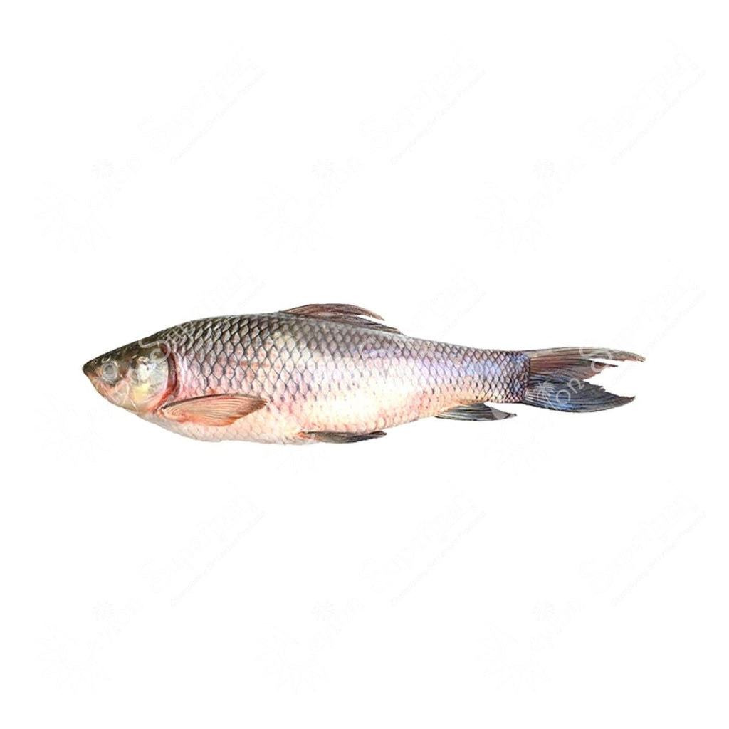 Frozen Rohu Whole Fish | Each 3 - 4 kg Brand Maryam