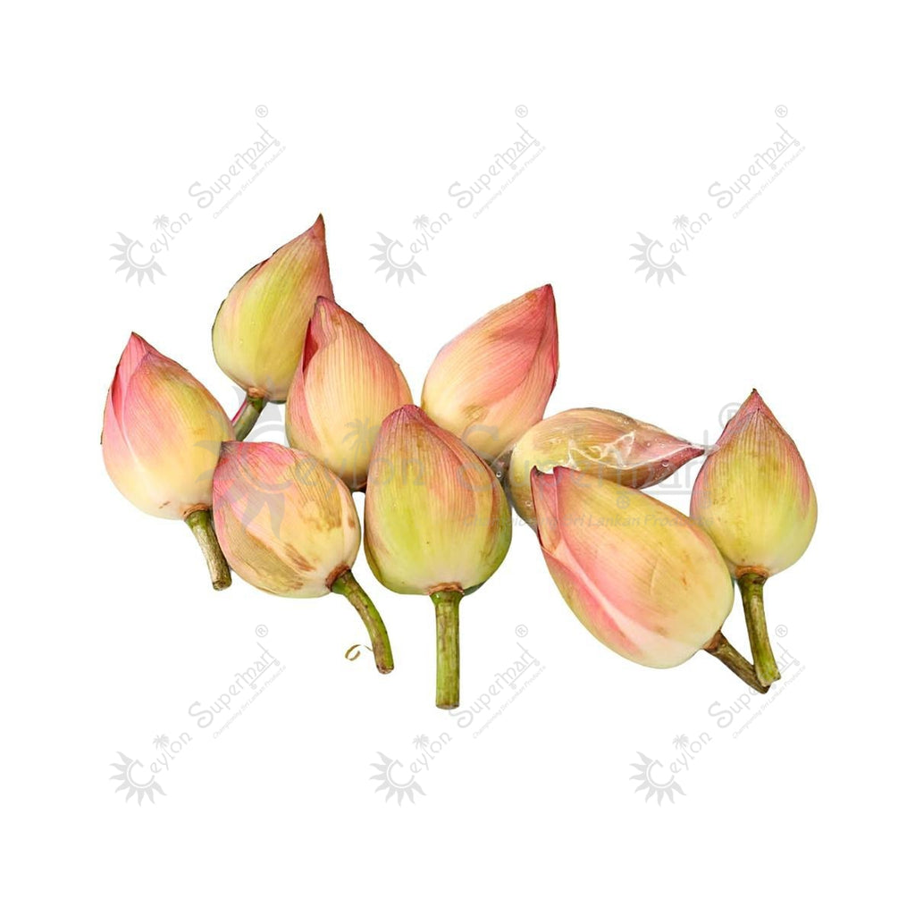 Fresh Lotus Flowers Pack of 15 Buds Flower Shop