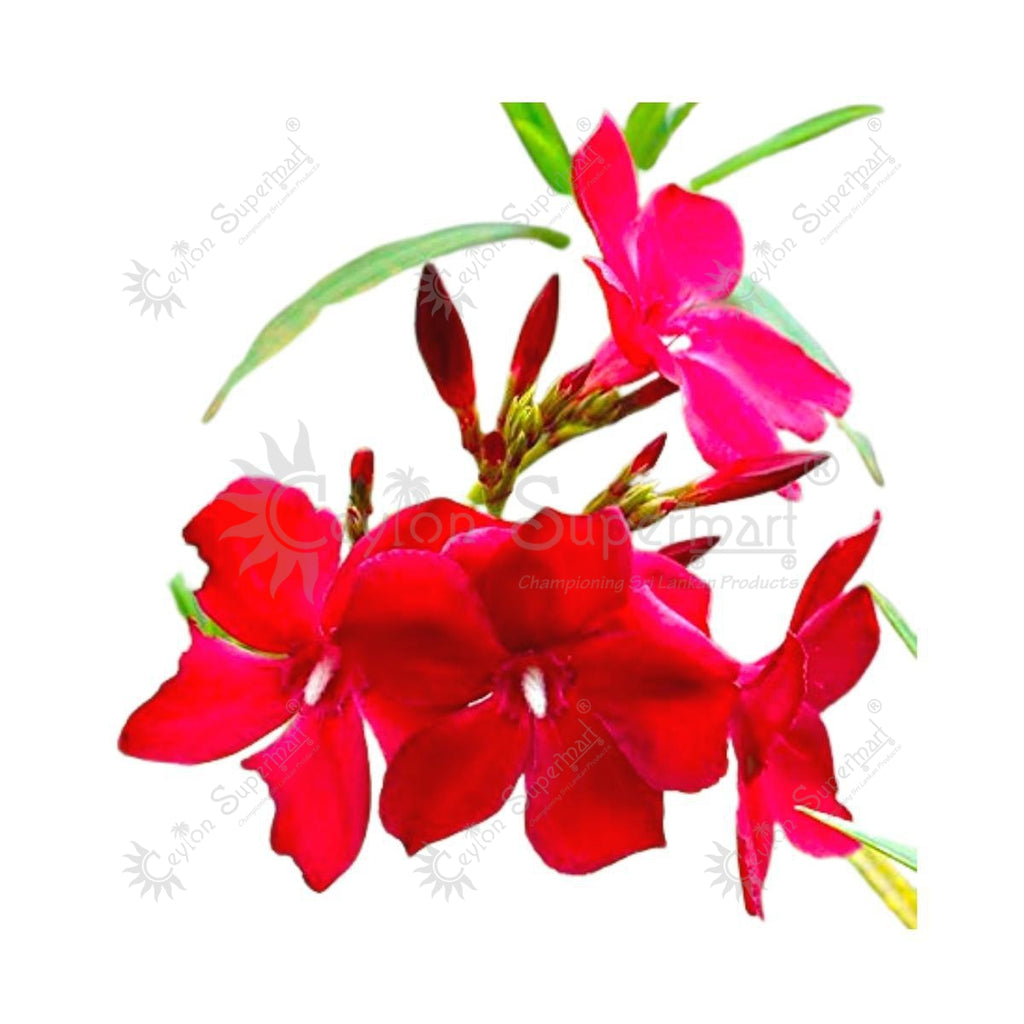 Fresh Red Oleander Flower Arali 500g Flower Shop