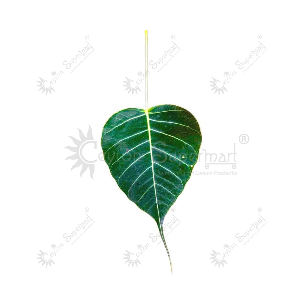 Fresh Arasam Leaves | Bo Tree Leaves | Bo Kola 500g Flower Shop