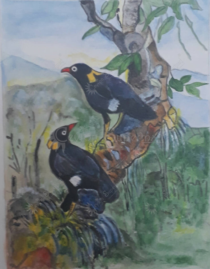 Tambapanni Exclusive Painting of Birds of Ceylon - Sri Lanka Hill Myna-Ceylon Supermart